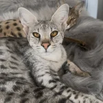 ENRICHMENT FOR SAVANNAH CATS