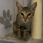 A DAY IN THE CATTERY