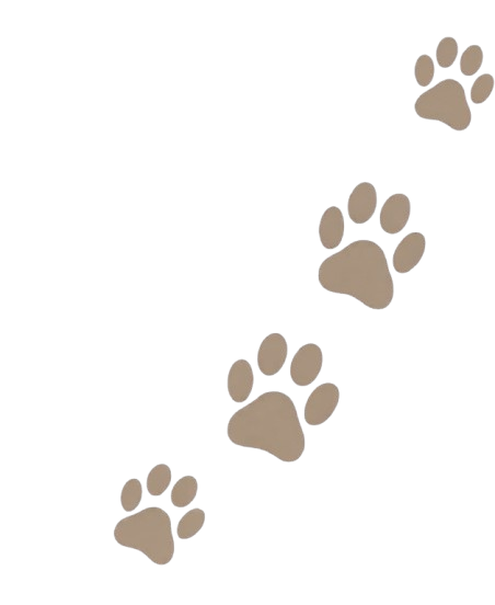 Savannah Cat Profile