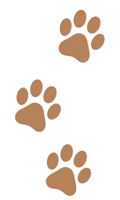 Savannah Cat
